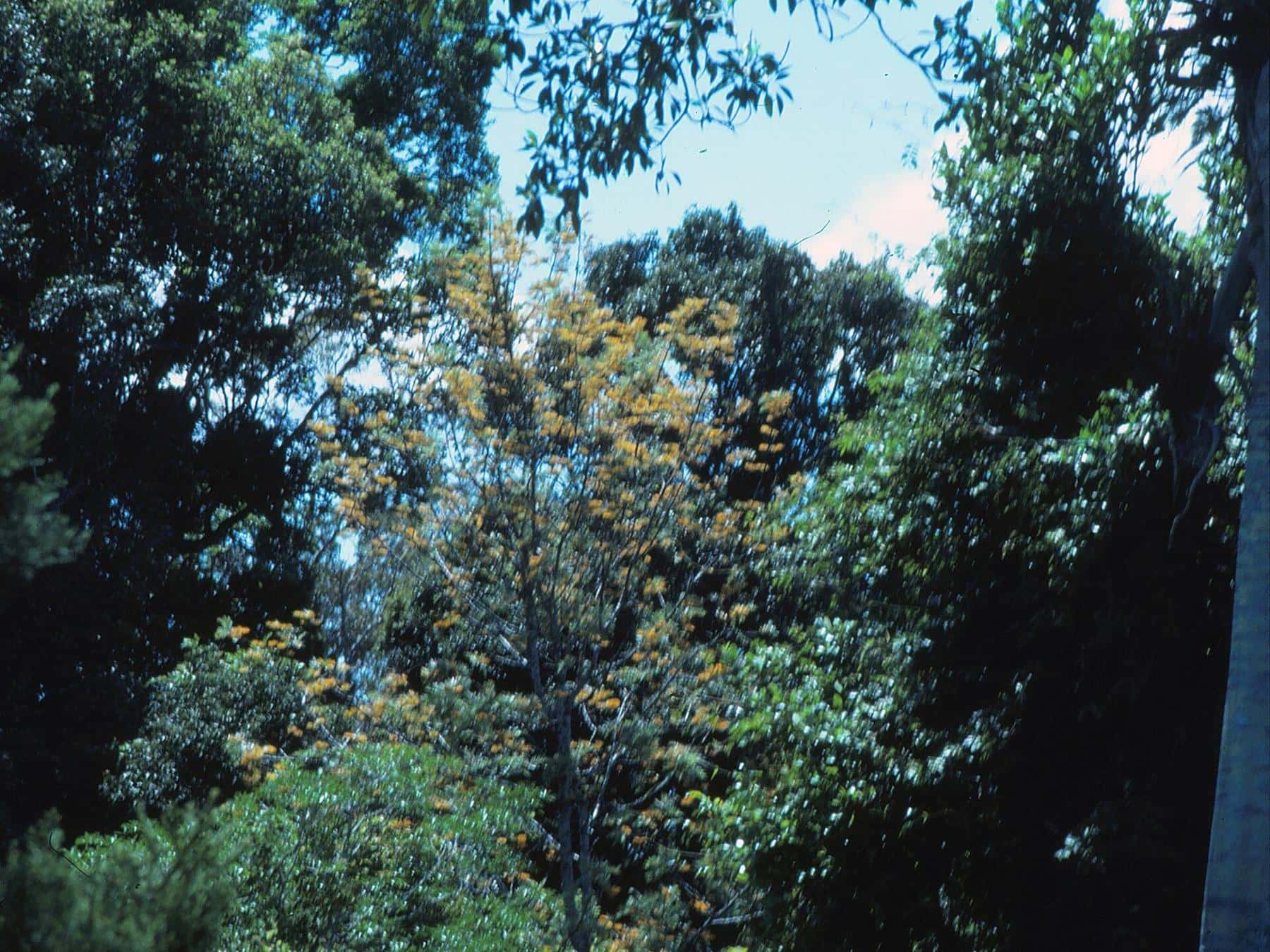 Sunlight breaking through a gap in a dense rainforest canopy, with tall trunks and hanging vines