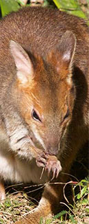 link to Mt Glorious creatures and wildlife